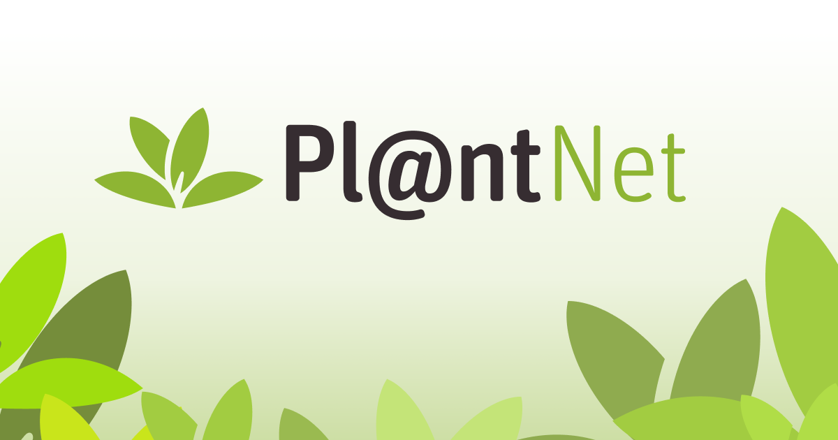 Pl@ntNet 界面截图