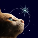 Catting